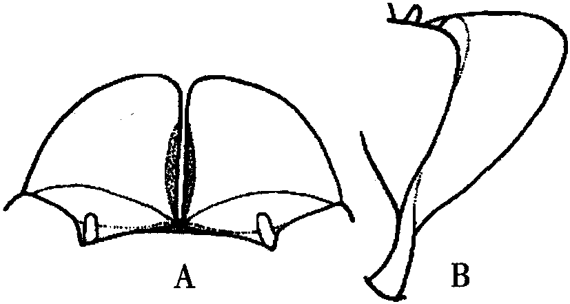 完带淡毛三节叶蜂